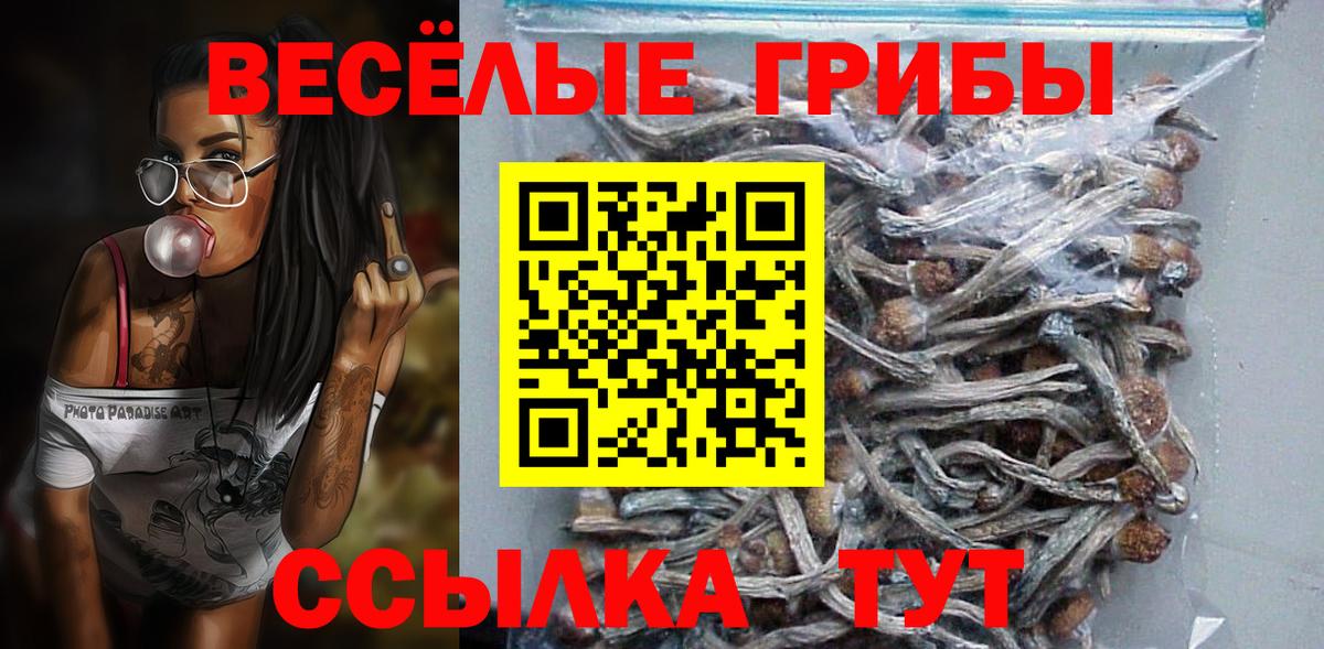 где купить наркоту  Вход с VPN  Камышлов  Галлюциногенные грибы Psilocybe 