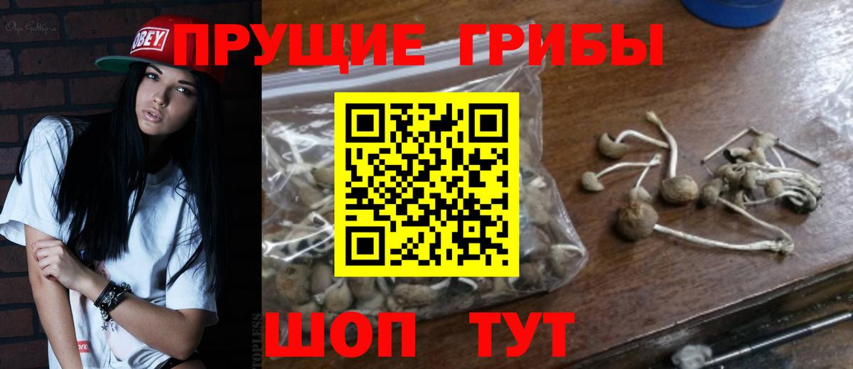 Галлюциногенные грибы Psilocybe Камышлов